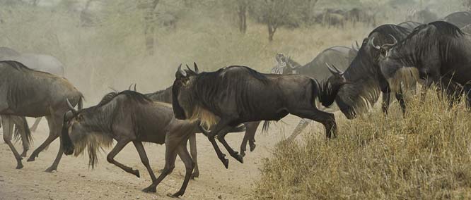 Herd of Wildebeest